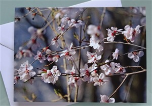 Faltkarte Chinablüten