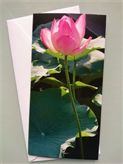 Faltkarte Lotus