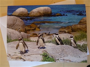 Faltkarte Pinguine