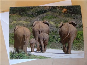 Faltkarte Elefanten