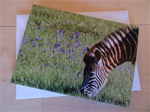 Faltkarte Zebra