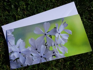 Faltkarte Blumen weiss